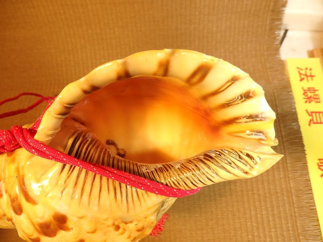 法螺貝 約34㎝ 木製歌口,赤紐付　新品　 MH-423 法螺貝 約34㎝ 木製歌口 赤紐付 法螺貝 約34㎝ 木製歌口,